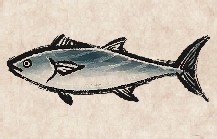 Atlantic Bonito