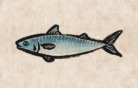 Atlantic Mackerel