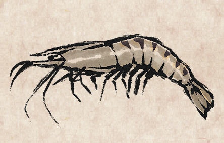 Black Tiger Shrimp
