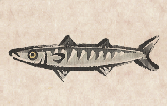 Blackfin Barracuda