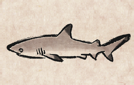 Blacktip Reefshark