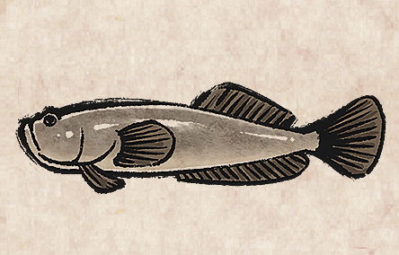 Bluespotted Stargazer