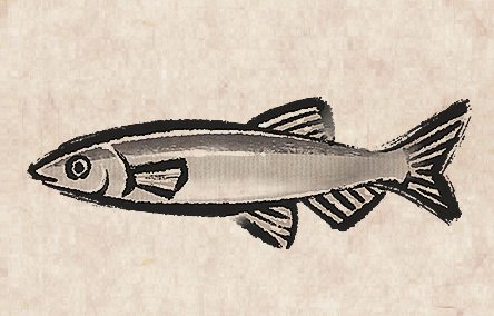 Capelin