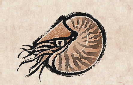 Chambered Nautilus