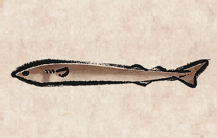 Cookiecutter Shark