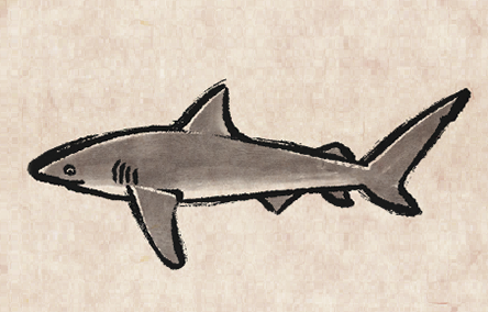 Copper Shark