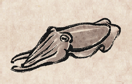 Cuttlefish