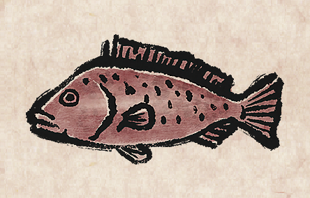Dusky Grouper