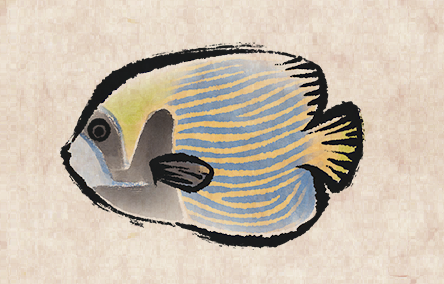 Emperor Angelfish