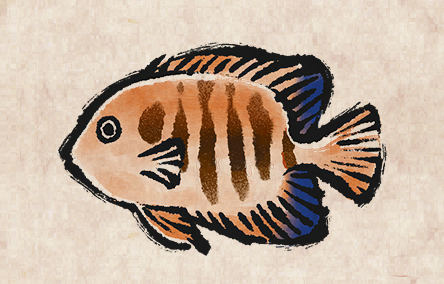 Flame Angelfish