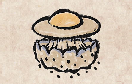 Fried Egg Jellyfish