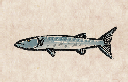 Great Barracuda