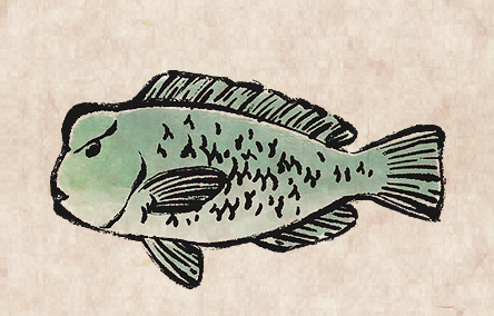 Green Humphead Parrotfish