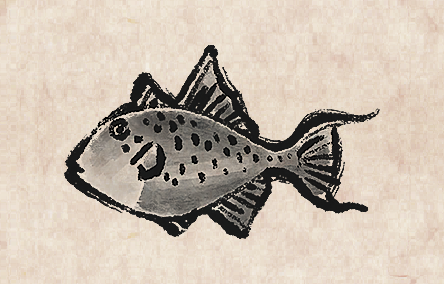 Grey Triggerfish