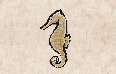 Long-Snouted Seahorse
