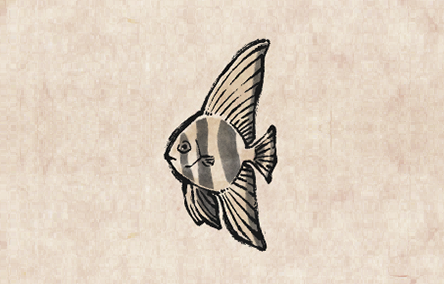 Longfin Batfish