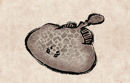 Marbled Electric Ray