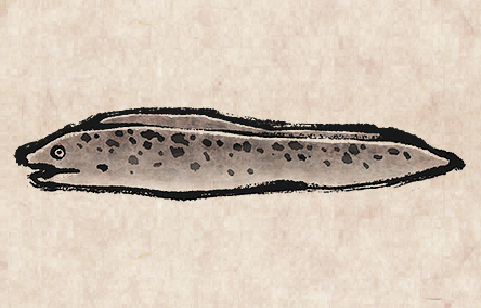Moray Eel