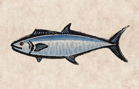 Narrow-Barred Spanish Mackerel