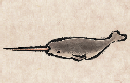 Narwhal