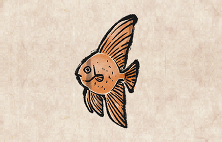Orbicular Batfish