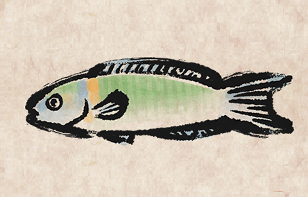 Ornate Wrasse