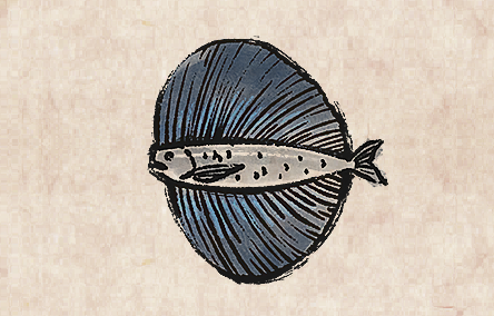 Pacific Fanfish