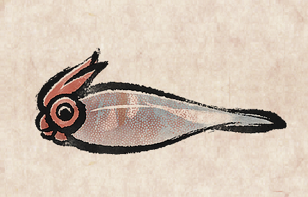 Peacock Squid