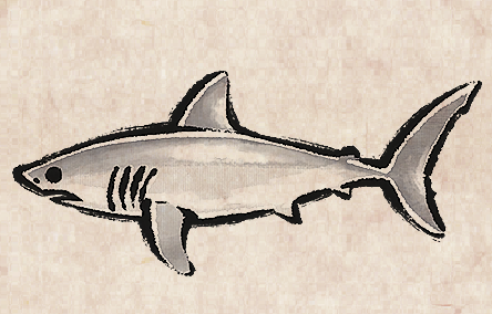 Porbeagle Shark