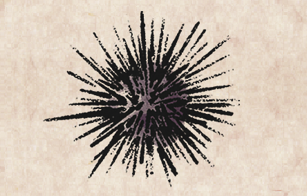Purple Sea Urchin