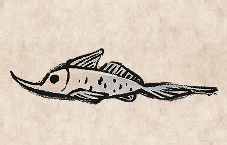 Rhinochimaeridae