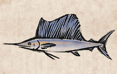 Sailfish