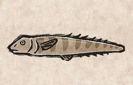 Snub-nosed Spiny Eel
