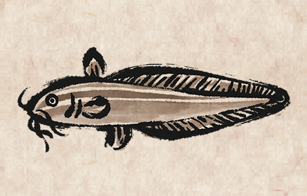 Striped Catfish