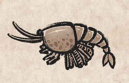 Waptia Fieldensis