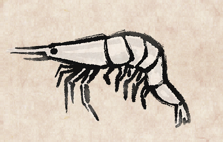 White Shrimp