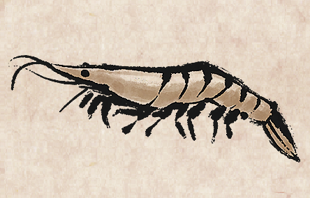Whiteleg Shrimp