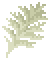 Black Coral