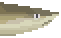 Blacktip Shark Meat