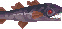 Fanged Cod