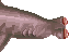 Gazing Shark
