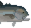 Giant Trevally Meat