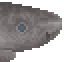 Greenland Shark Meat