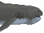 Megamouth Shark Meat