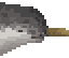 Narwhal Meat