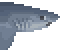 Thresher Shark Meat