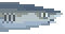 Whitetip Reefshark Meat
