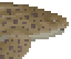 Zebra Shark Meat